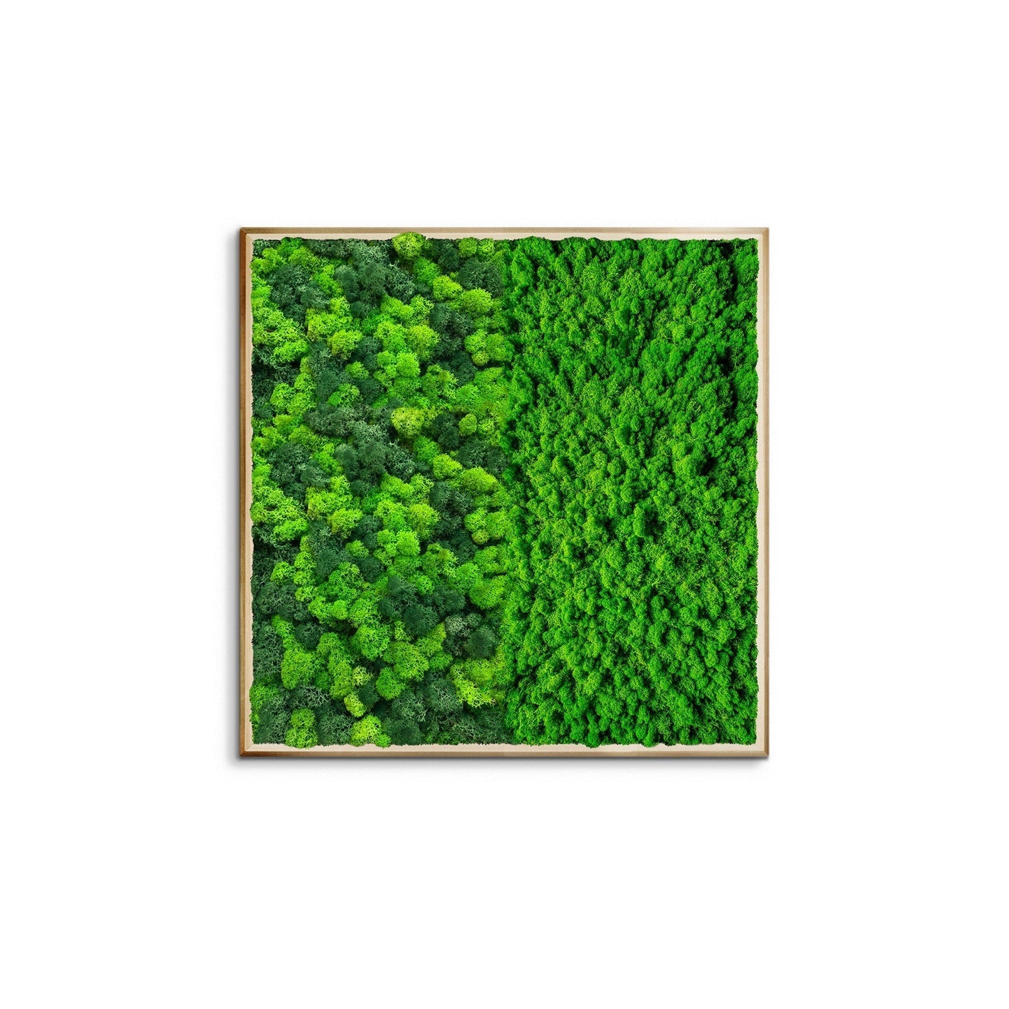Half Moss Art Square Frame